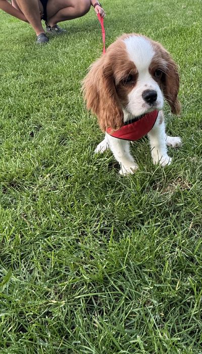 Cavalier King Charles Spaniel