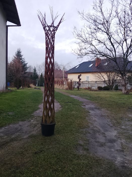 Drzewka wiklinowe