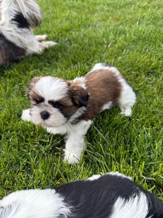 Shih tzu szczeniaki