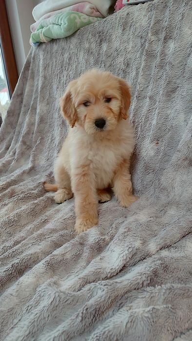 Goldendoodle F1 badania genetyczne