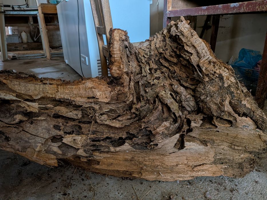 Cerne de carvalho trabalhado pela lagarta ; 30 kg