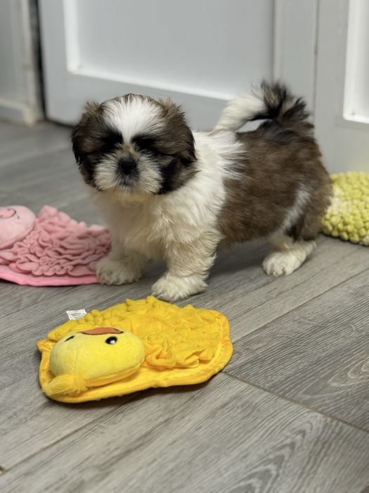 Shih-Tzu Bebé maravilhosos