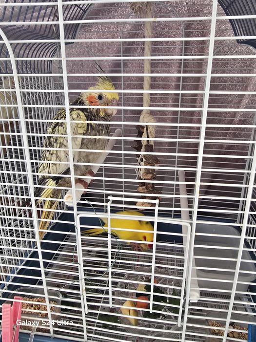 Kacarics  criados a mão .