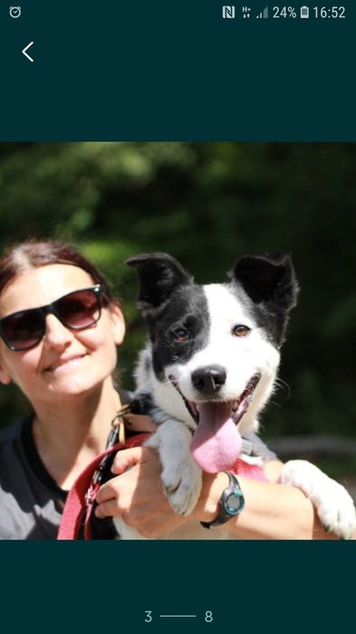 BIMM - mix border collie. 5- letni, łagodny