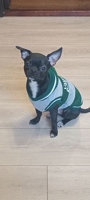 Продам чіхуахуа міні 1рік маленький