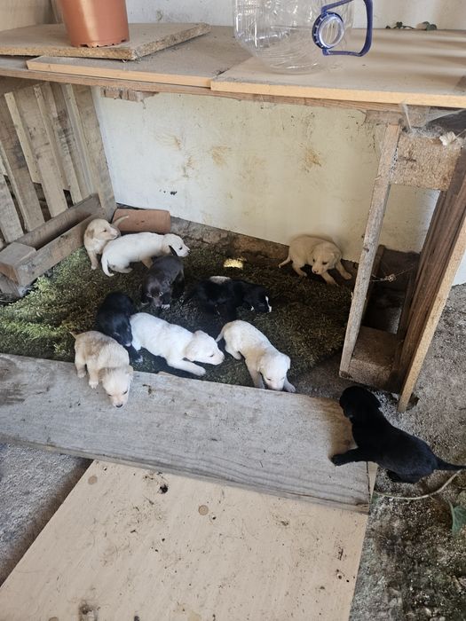 Cachorrinhos  Para Doar (todos doados)