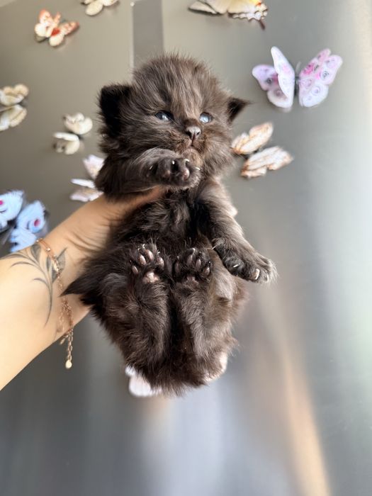 Хлопчик Велетень бронювання 2 тижні