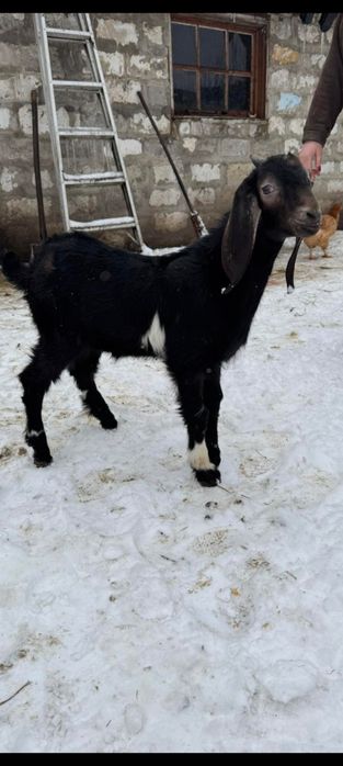 Продам  козенят % каморі
