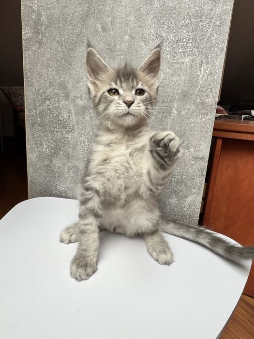 Kocurek Maine Coon