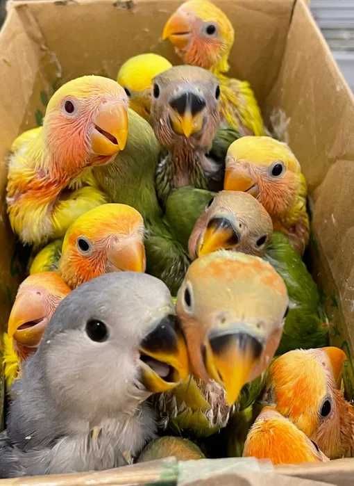 Roseicollis Domesticados (acabar de criar a mão) LOJA PROFISSIONAL