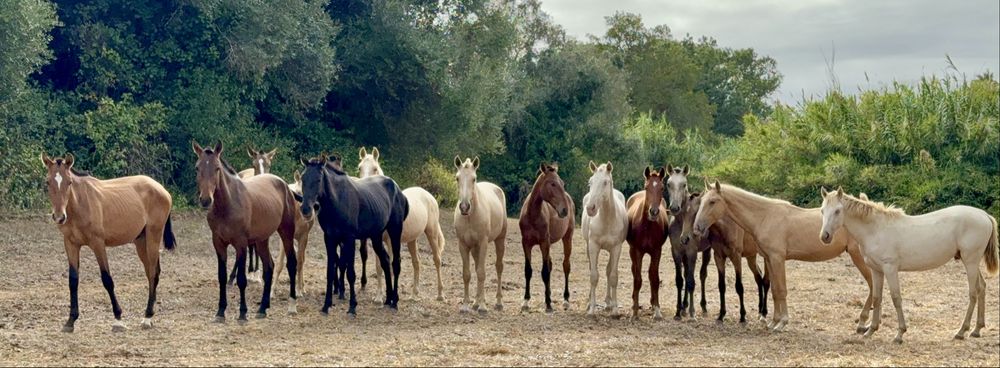 Young Lusitano Horses