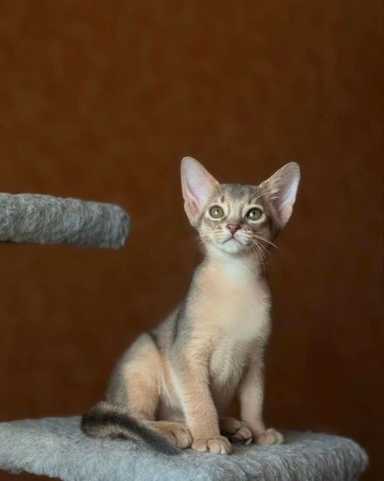 Абіссінськи котята абісінци котики Абиссинцы