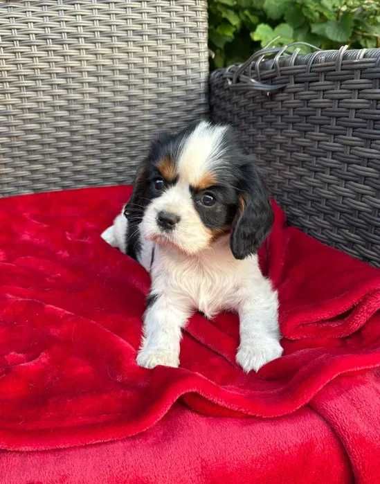 Cavalier King Charles