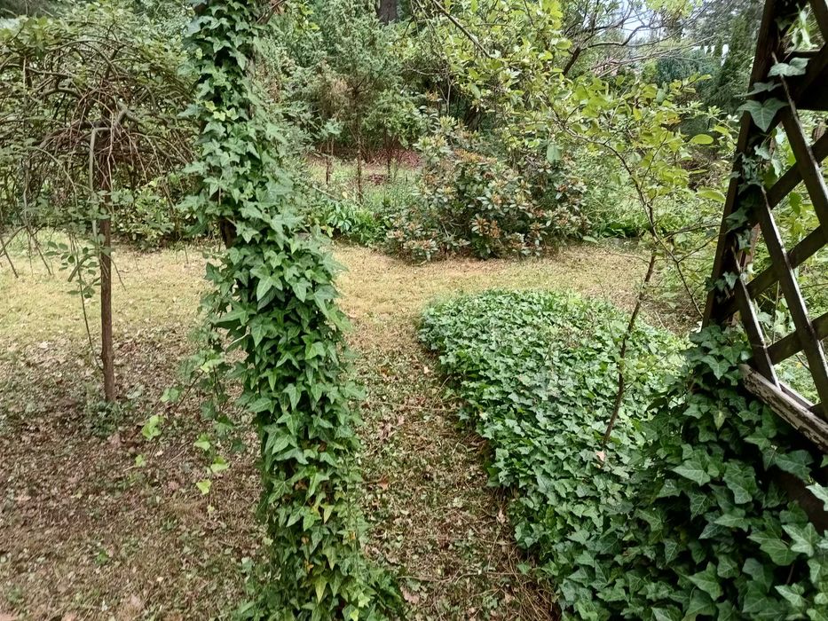 Koszenie GRABIENIE Prace ogrodowe, ROD i inne - 7 DNI W TYGODNIU