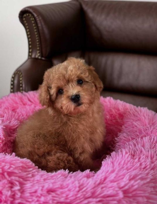 Мини детка мальтипу.