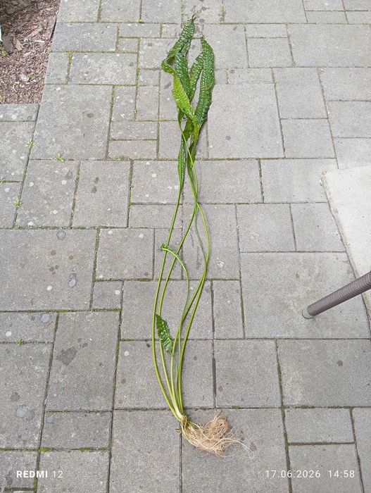 Kryptokoryna karbowana