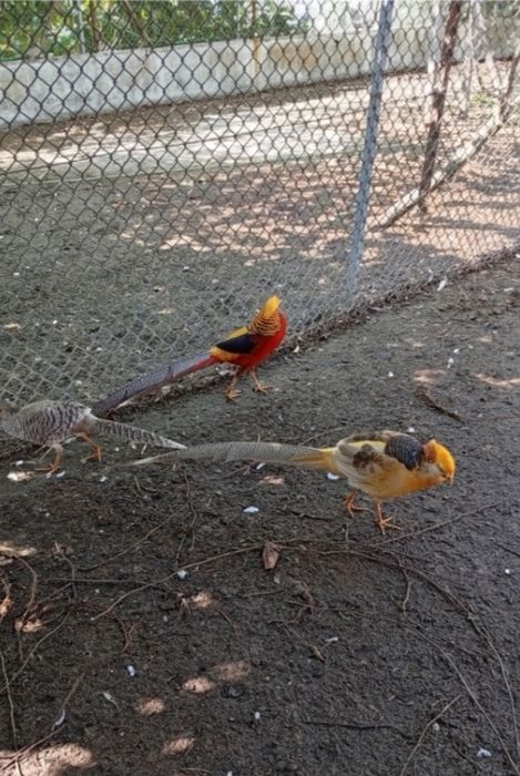 Vendo aves, e coelhos