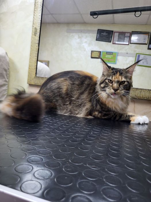 Грумінг котів( без бриття)