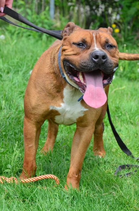 Ozyrys - pies ttb do adopcji