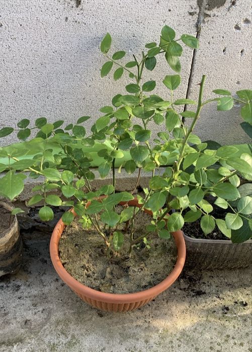 Плетиста Троянда