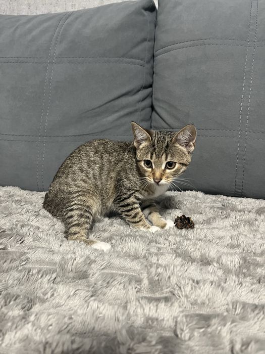 Віддамо кошеня в добрі руки.