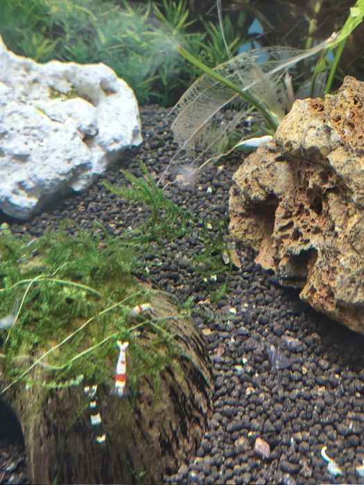 Camarões Caridina Crystal Red/black/white/tiger