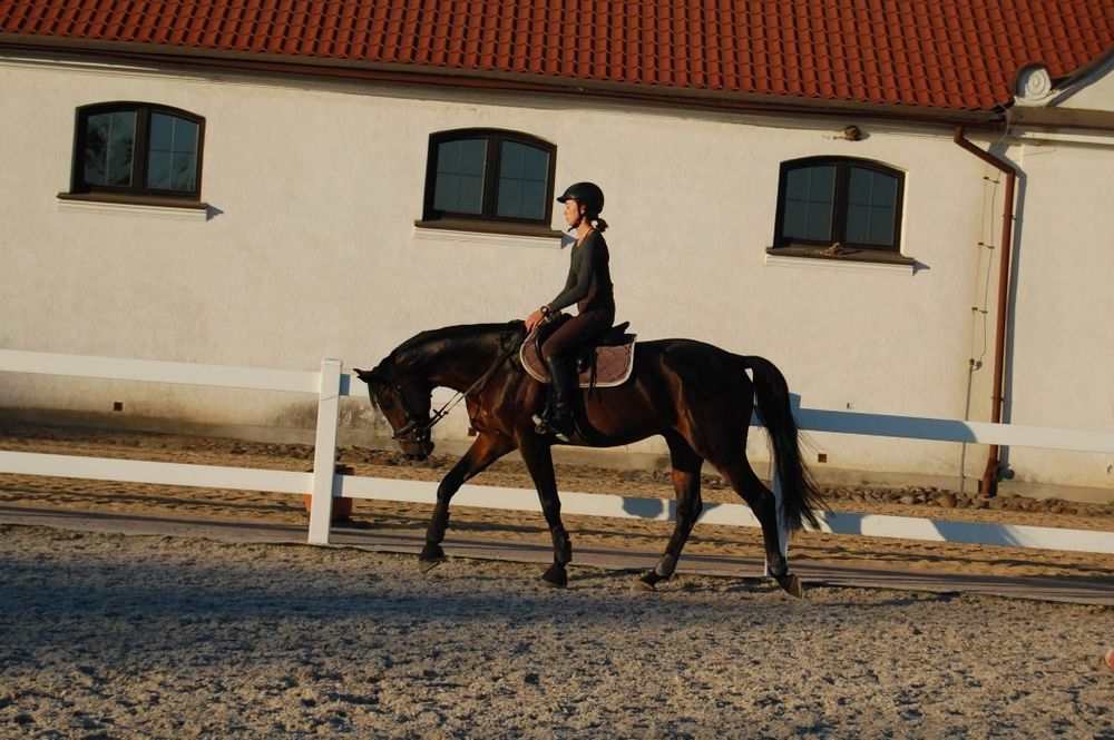 Stanówka Ogierem Małopolskim, Angloarabskimi, Huncwot