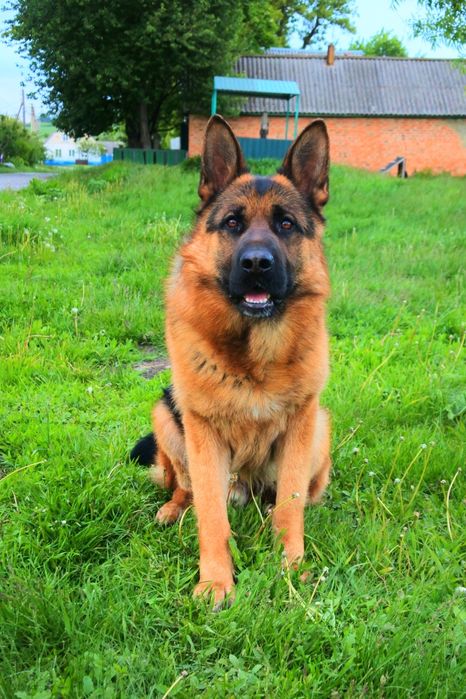 Кобель для вязки