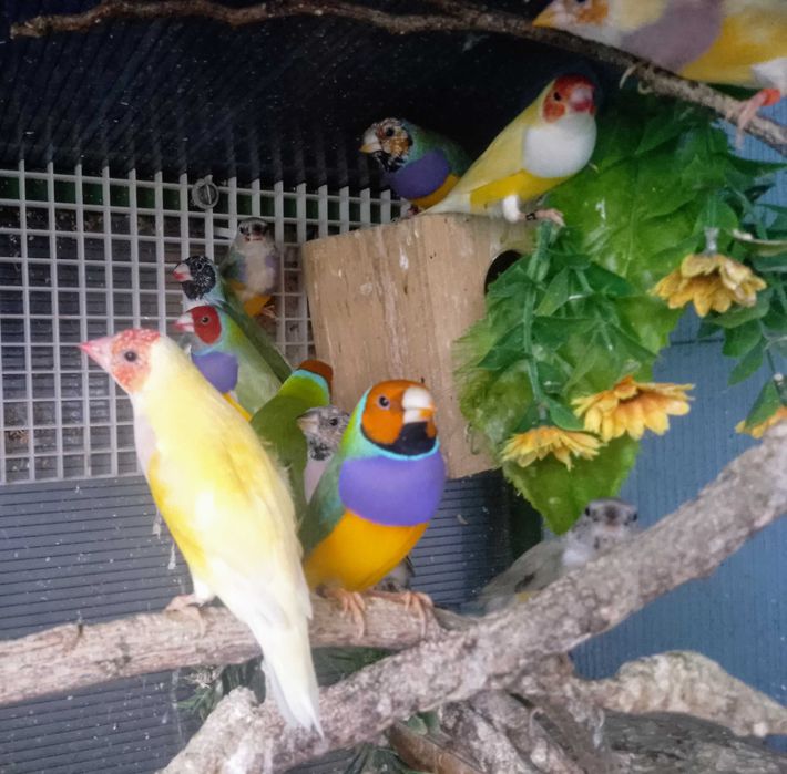 Aves diamante gould portadores... Bengalins exóticos