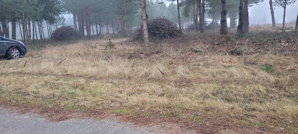 Gałęzie sosny za darmo