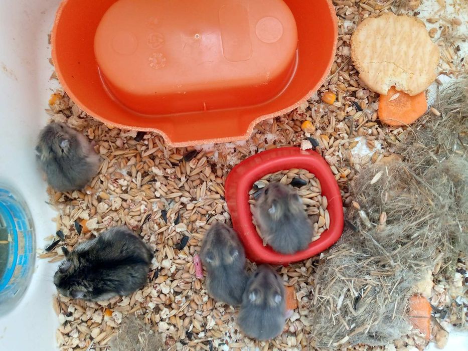 Хомячки Кременчуг