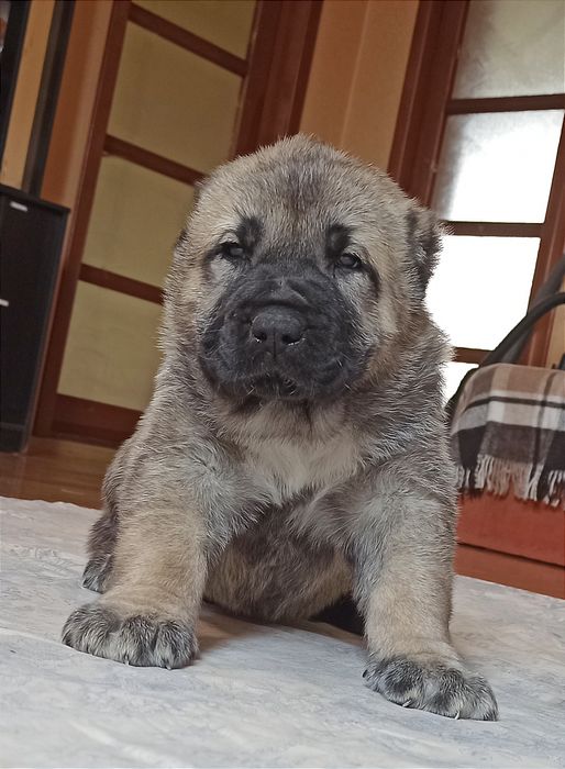 Щенки САО алабай