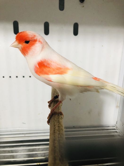 Canarios nevados e asa branca alguns disponiveis