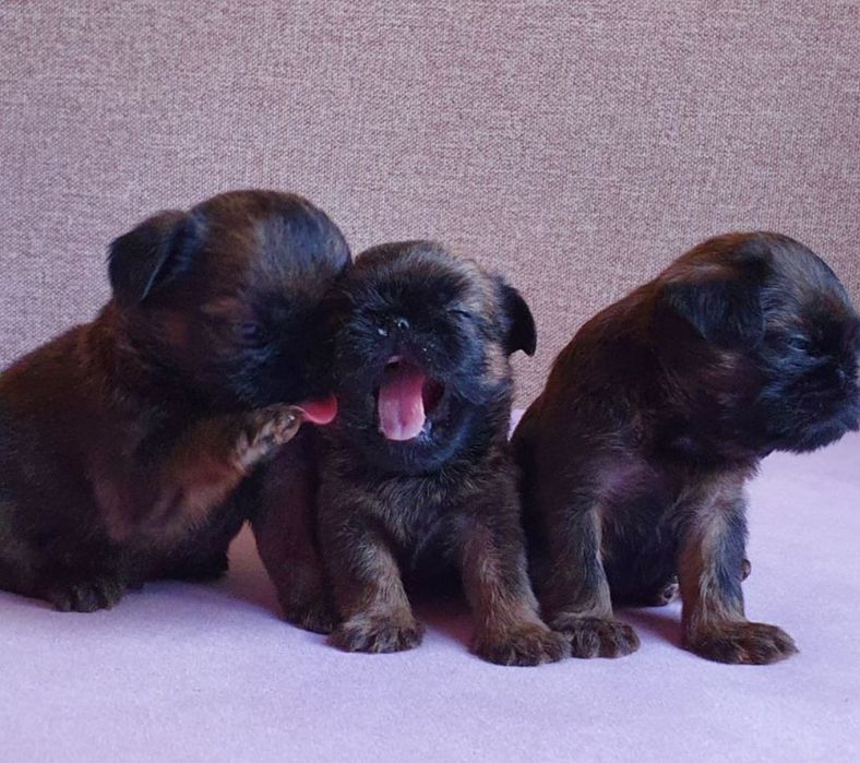 Гриффон Брюссельский. Вязка.