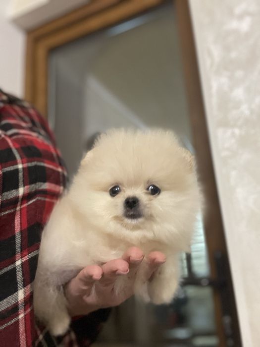 Гарненька міні  дівчинка та хлопчик