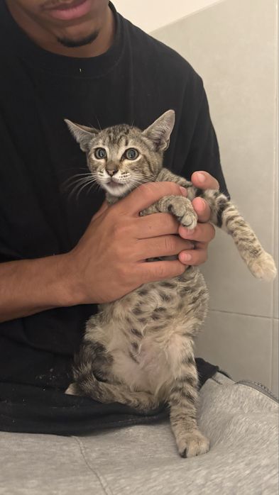 Doaçao de gato encontrado na rua