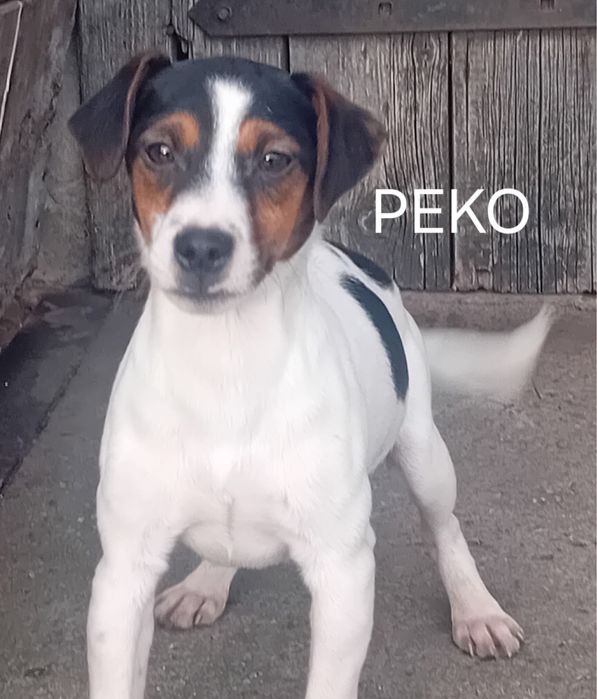 Jack russell terrier