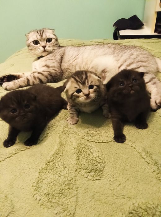 Кошенята шотландські висловухі, чистокровні ( на бронь)