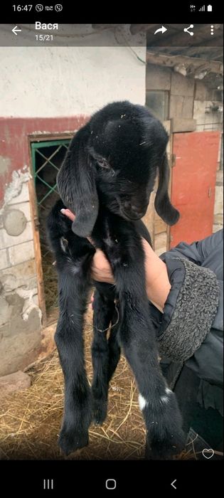 Козлята ищут дом