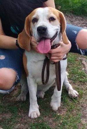 Пропал бигль в Балабино/Кушугум/Мало Екатериновка/Запорожье