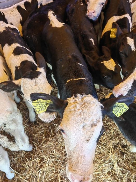 Cielaki z Polskich gospodarstw