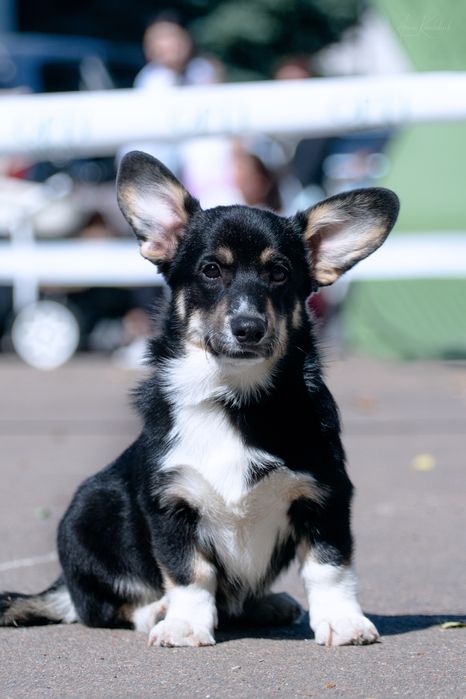 Цуценя вельш коргі пемброк дівчинка з хвостиком UKU FCI