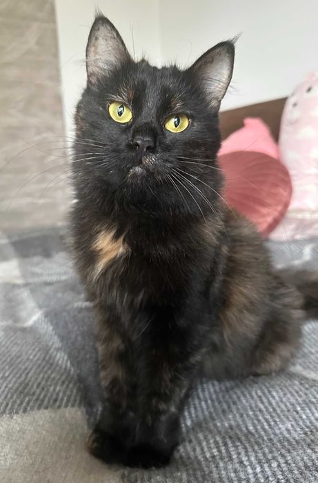 Толстенькая Ласковая Девочка Тучка - 1 год, Стерилизована