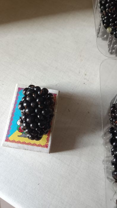 Саджанці ожини безколючкової