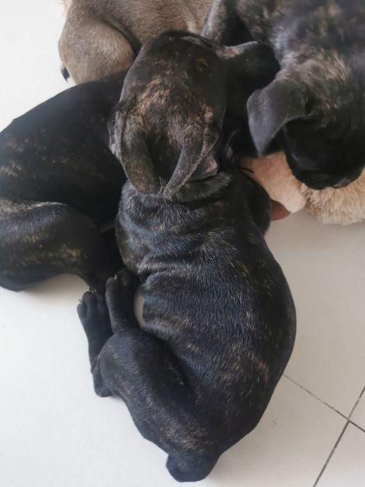 Buldog francuski