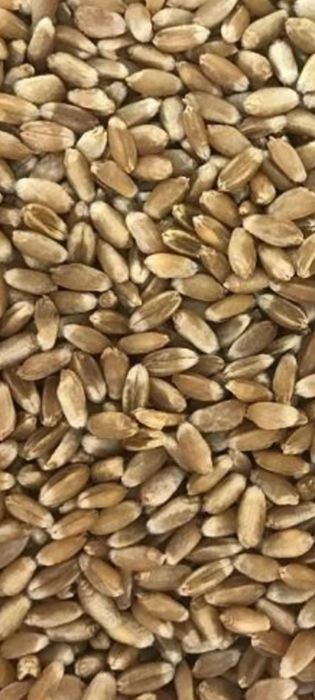 Продам пшеницю,пшеницу гарної якості