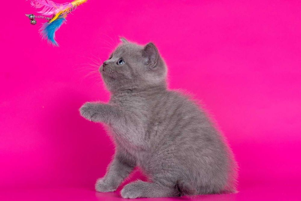 Шотландська прямовуха дівчинка Мая