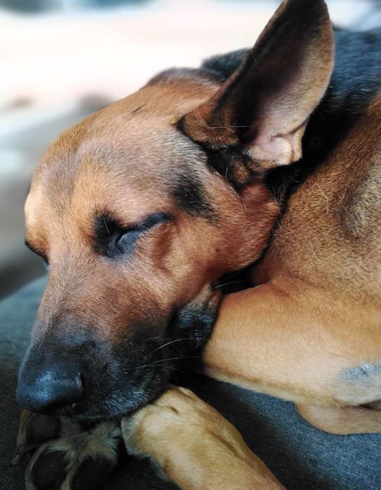 Grzeczny i przyjazny Brutus szuka domu