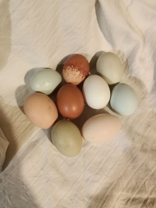 swojskie, domowe jajka