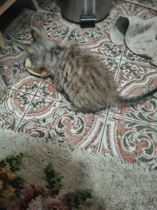 Gatinho para dar meigo ja come